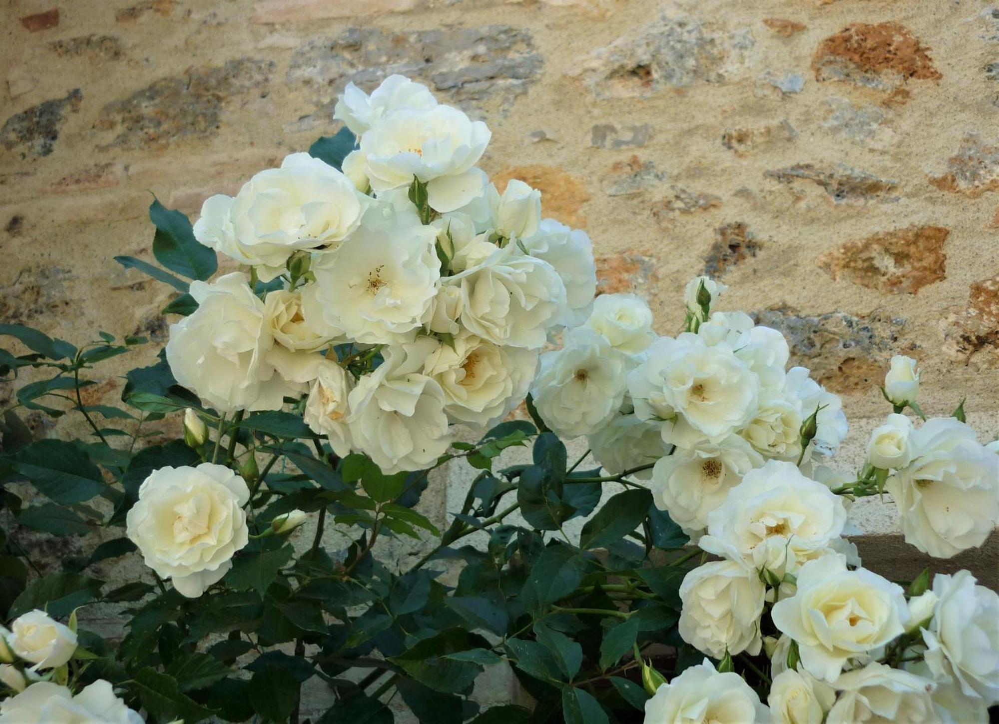 Fattoria Agriturismo Nerbona Casole dʼElsa Kültér fotó
