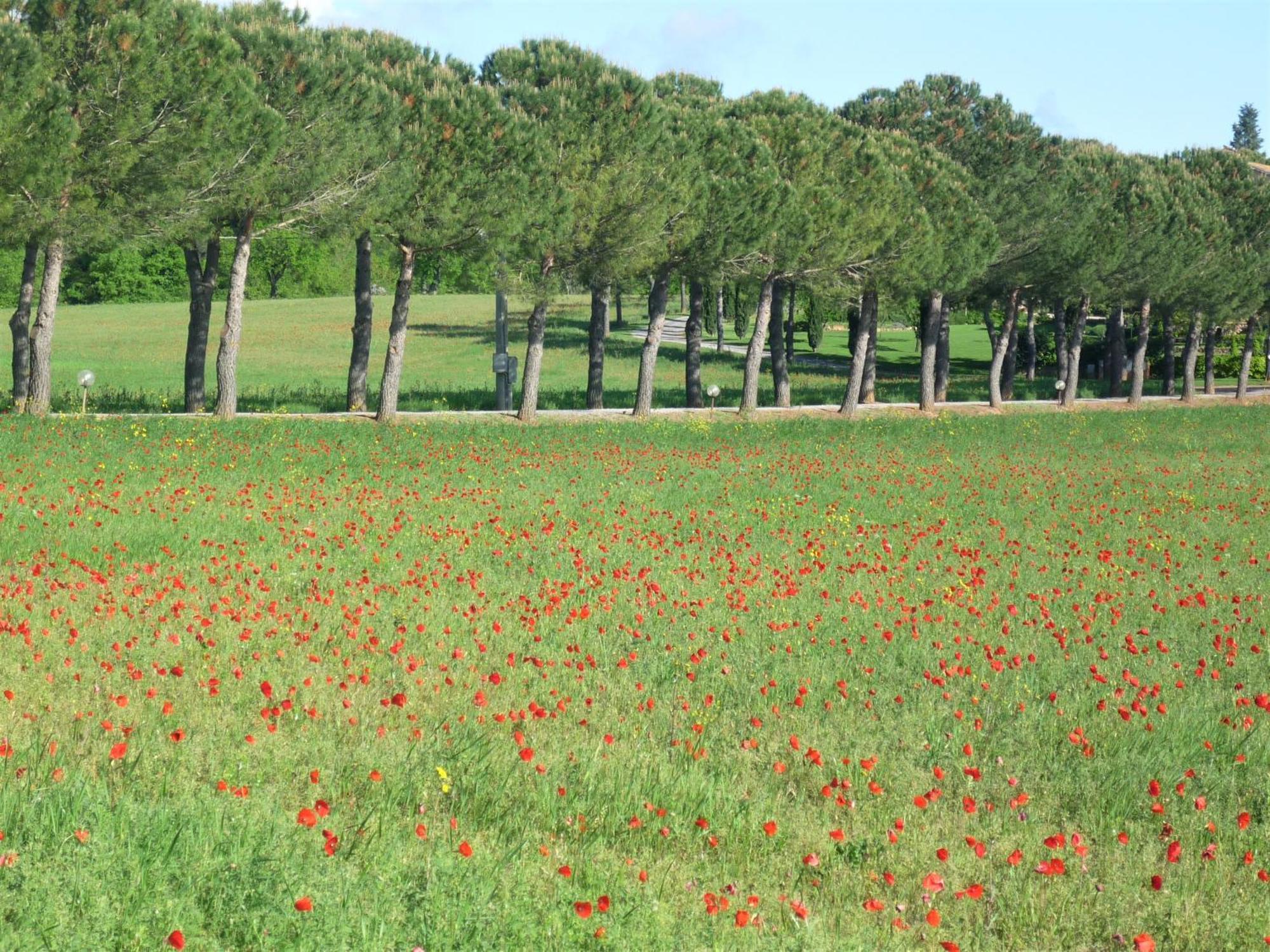 Fattoria Agriturismo Nerbona Villa Casole dʼElsa Kültér fotó