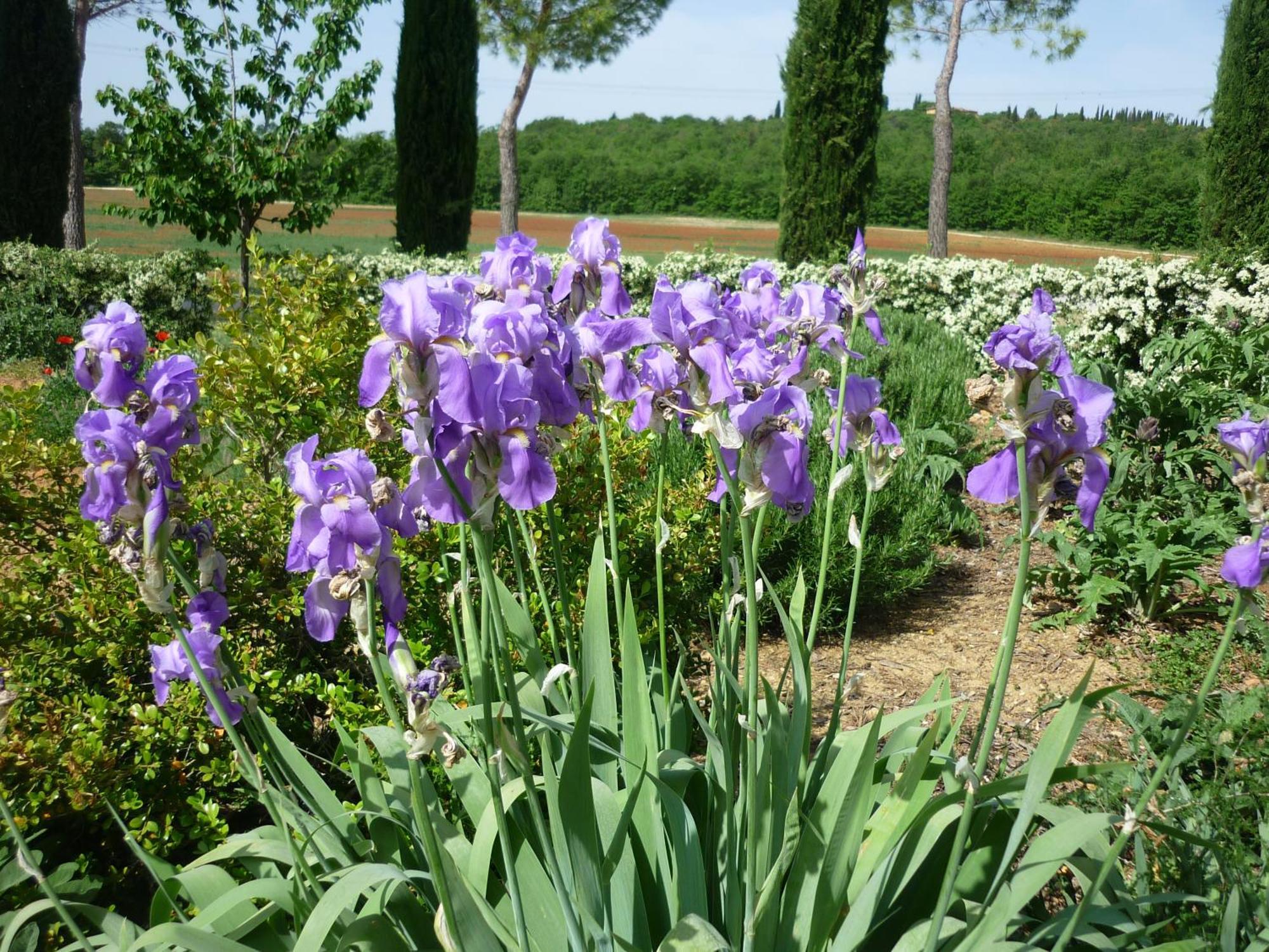 Fattoria Agriturismo Nerbona Casole dʼElsa Kültér fotó