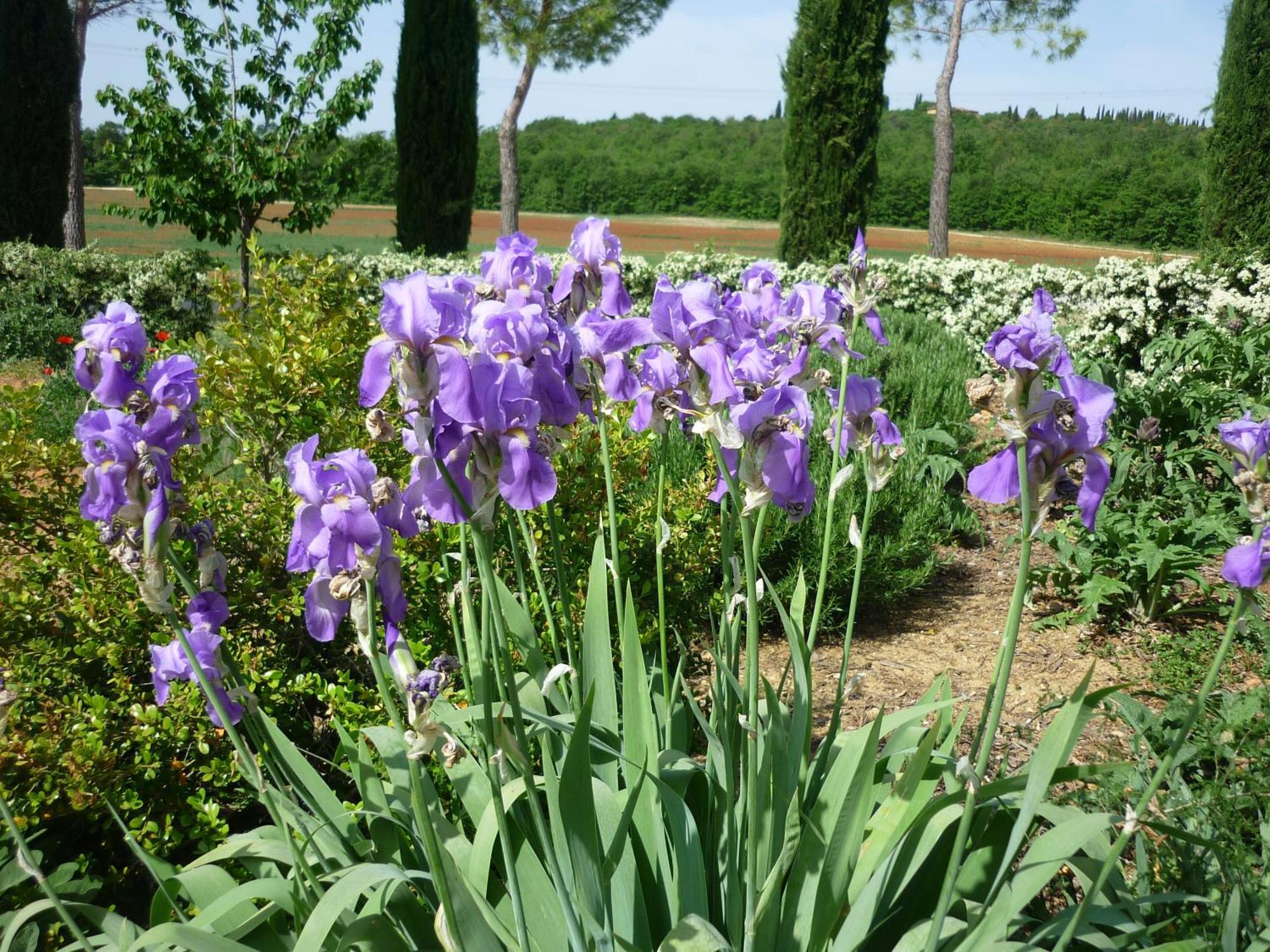 Fattoria Agriturismo Nerbona Villa Casole dʼElsa Kültér fotó