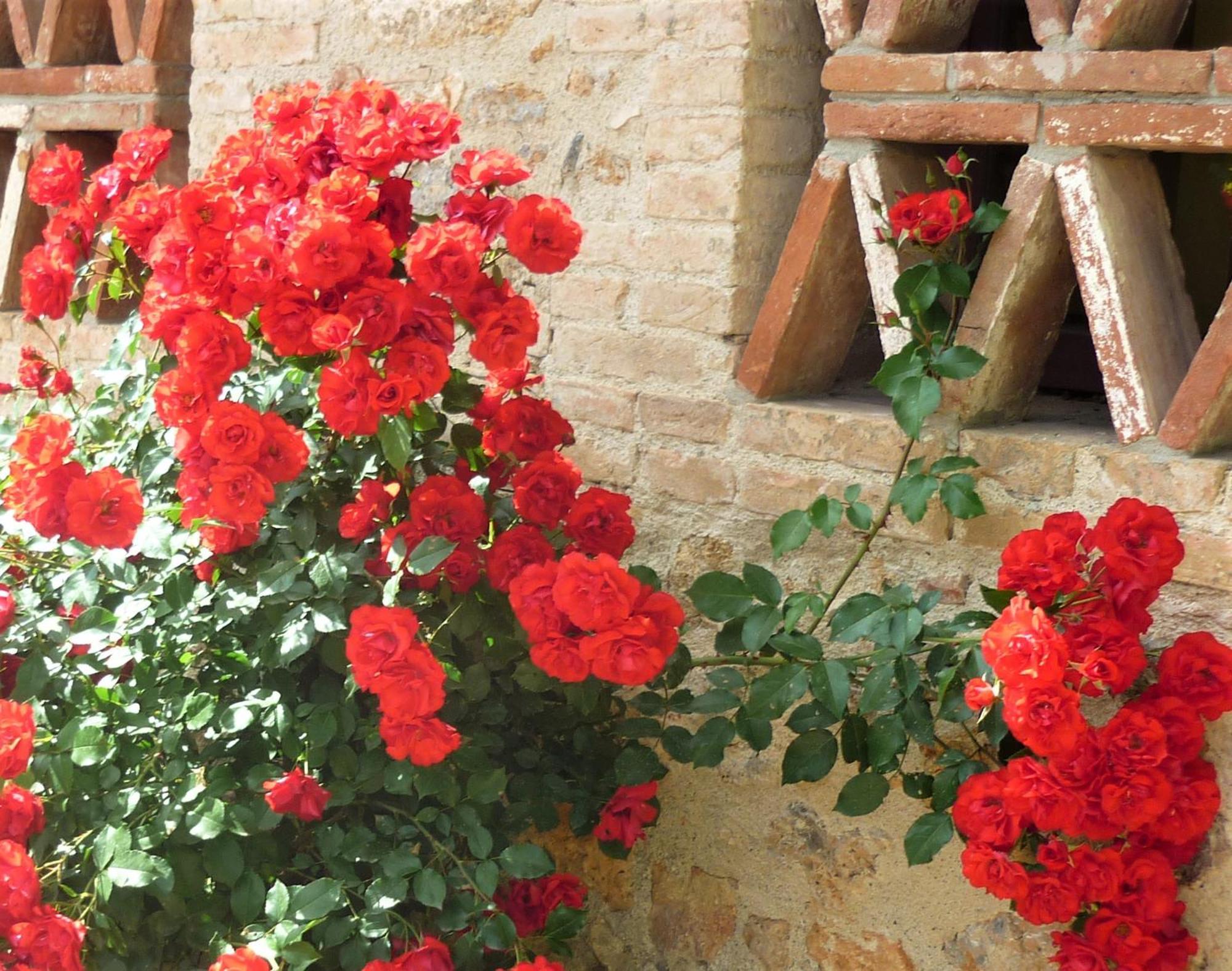 Fattoria Agriturismo Nerbona Casole dʼElsa Kültér fotó