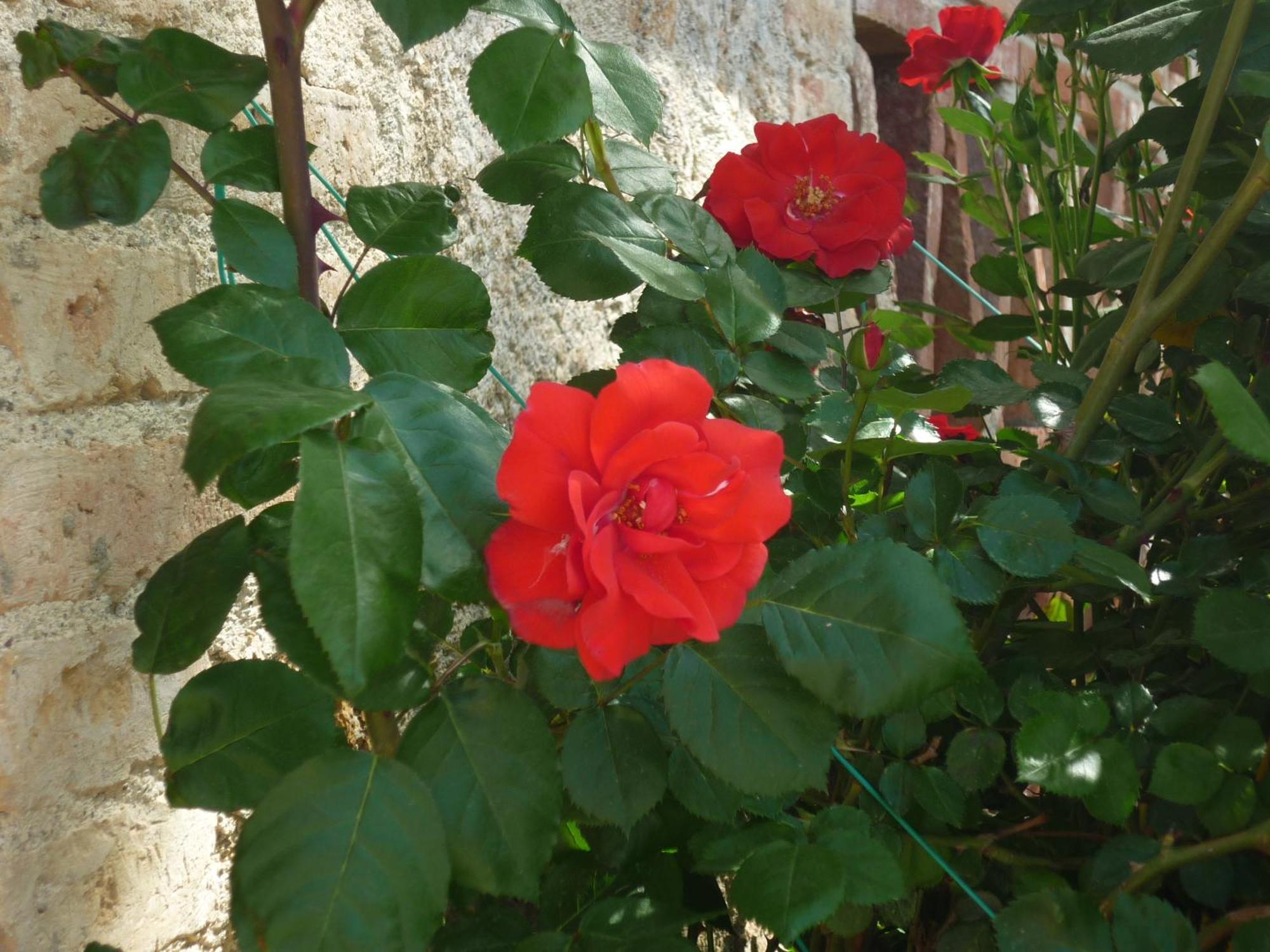 Fattoria Agriturismo Nerbona Casole dʼElsa Kültér fotó